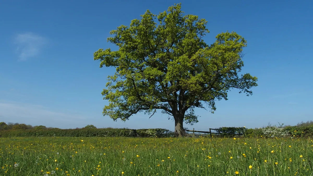 An oak tree in a field of flowers