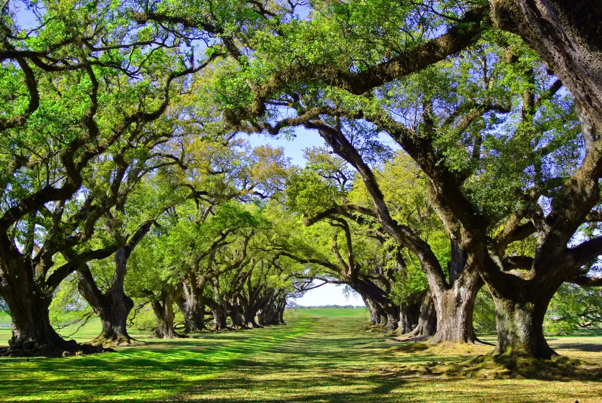A row of oak trees in Topanga
